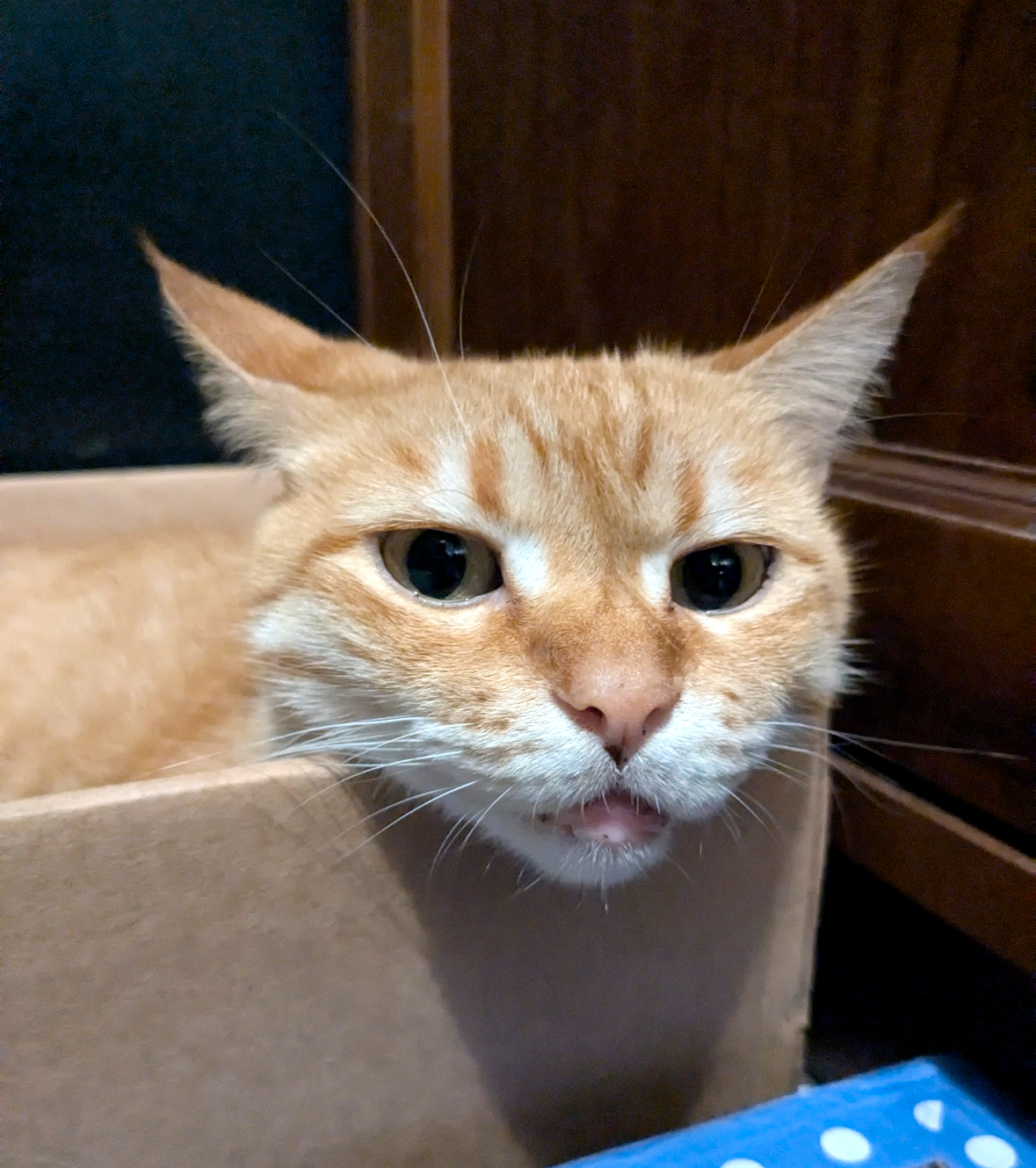 Hazel in a box