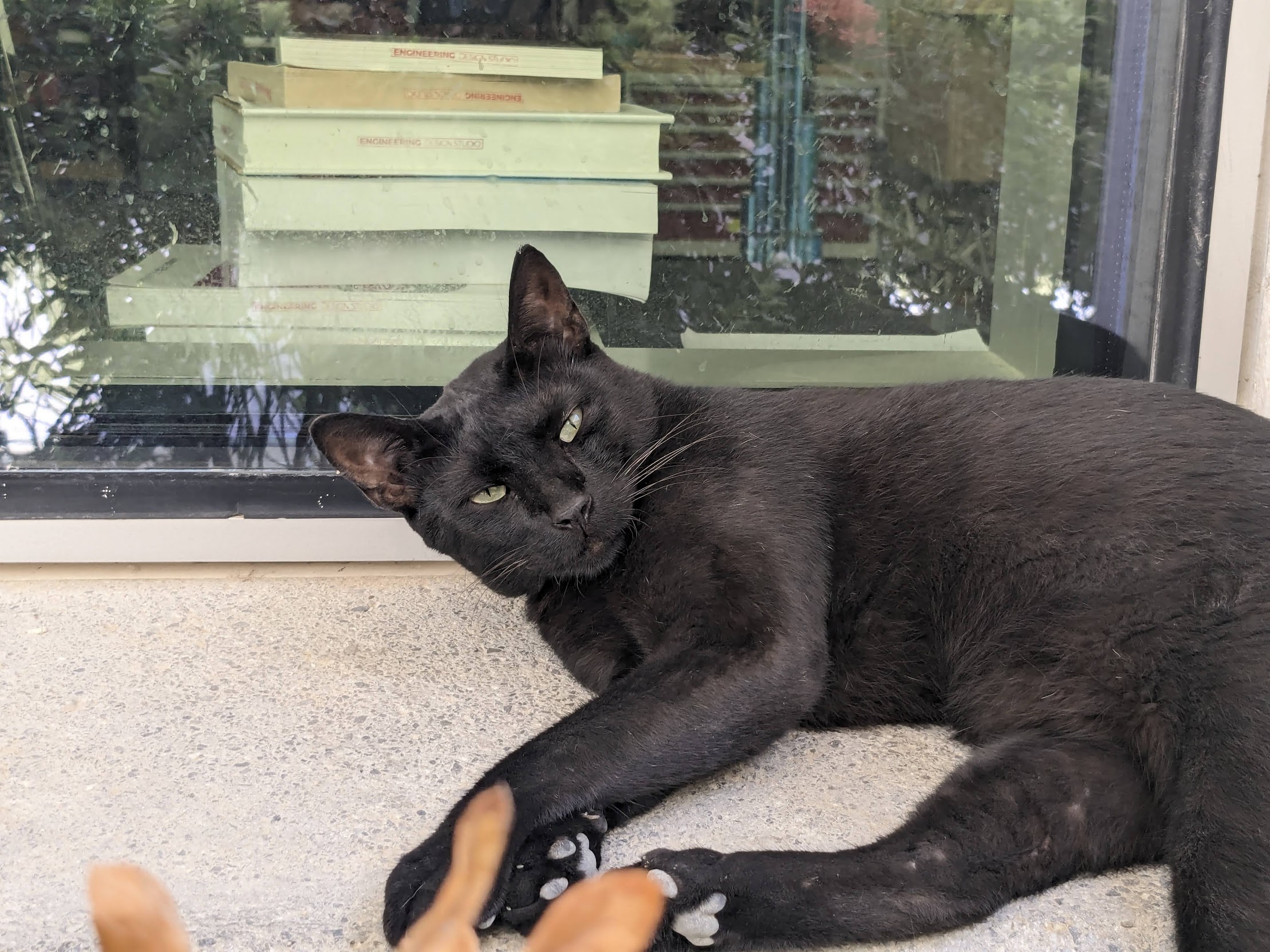 Abu Dhabi campus cat